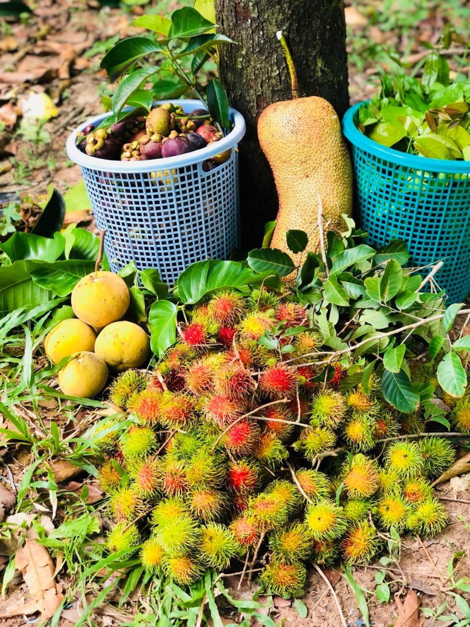 Baansuan Amaleena Ko Yao Noi Esterno foto